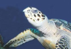 Loggerhead - Cozumel by Dale Treadway 